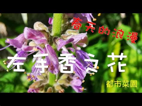 左手香風水|左手香開花風水：點解會影響健康？